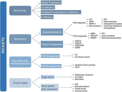 Diagnosis, treatment, and management of rickets: a position statement from the Bone and Mineral Metabolism Group of the Italian Society of Pediatric Endocrinology and Diabetology